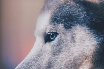 lobo