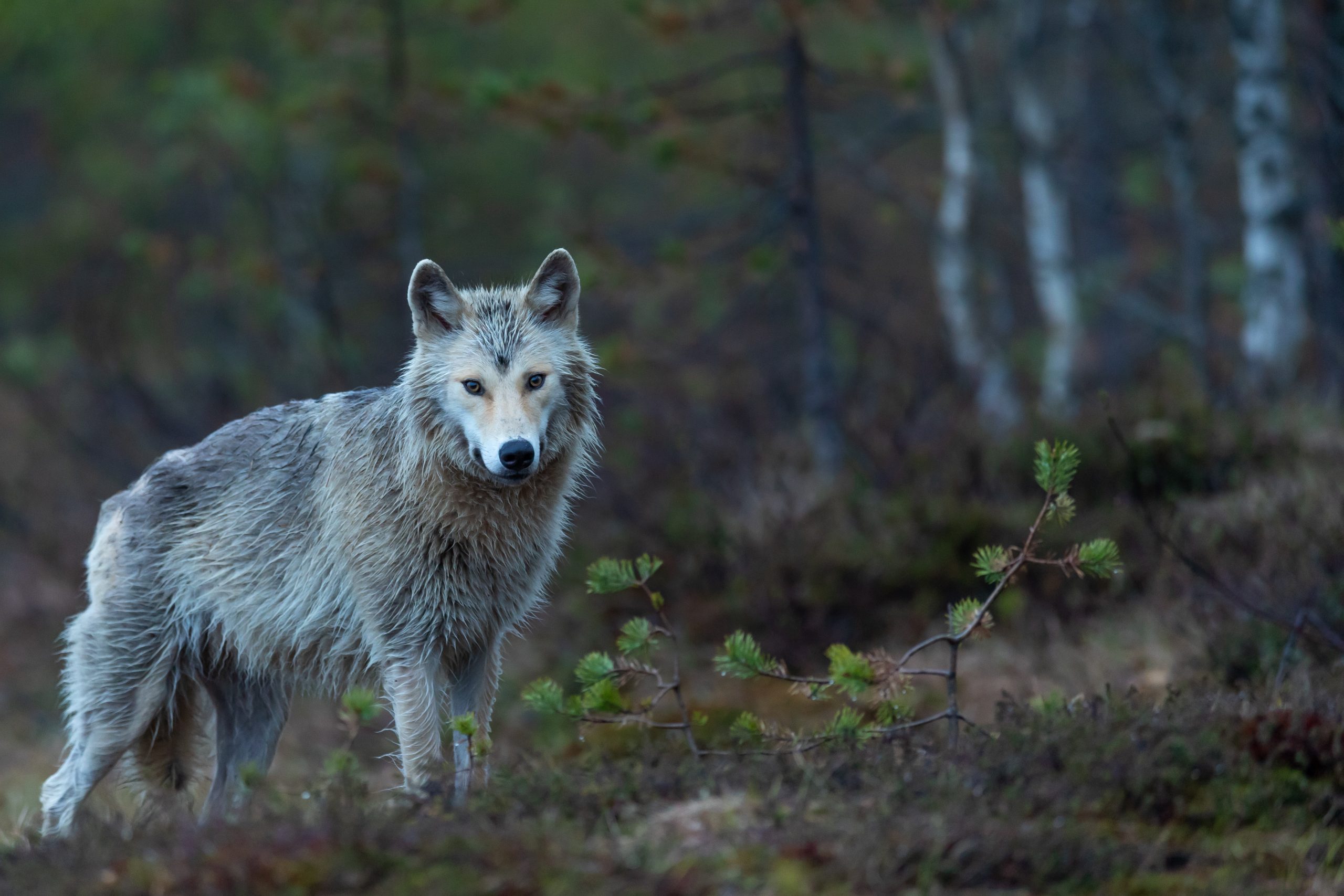 Lobo
